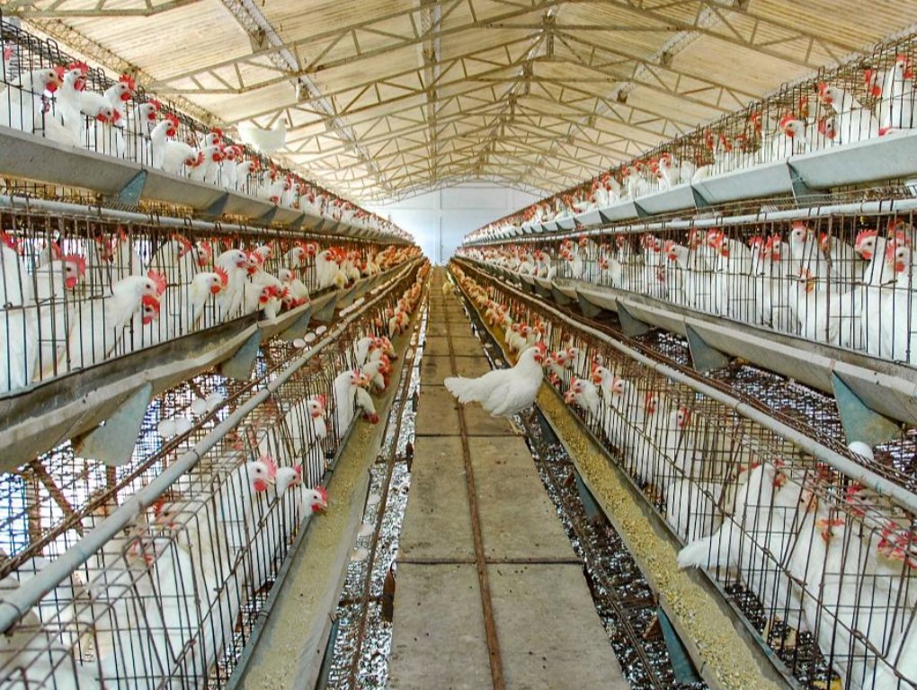 Poultry-Farming-Project-1