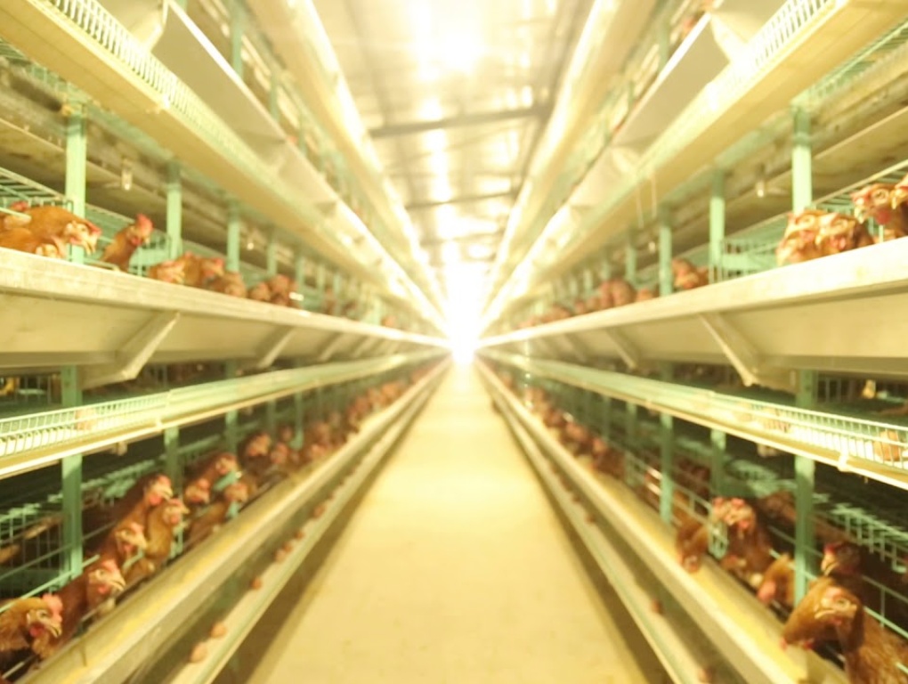 Poultry-Farming-Project-2