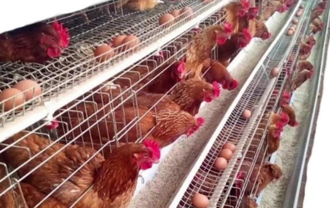Laying hen cages