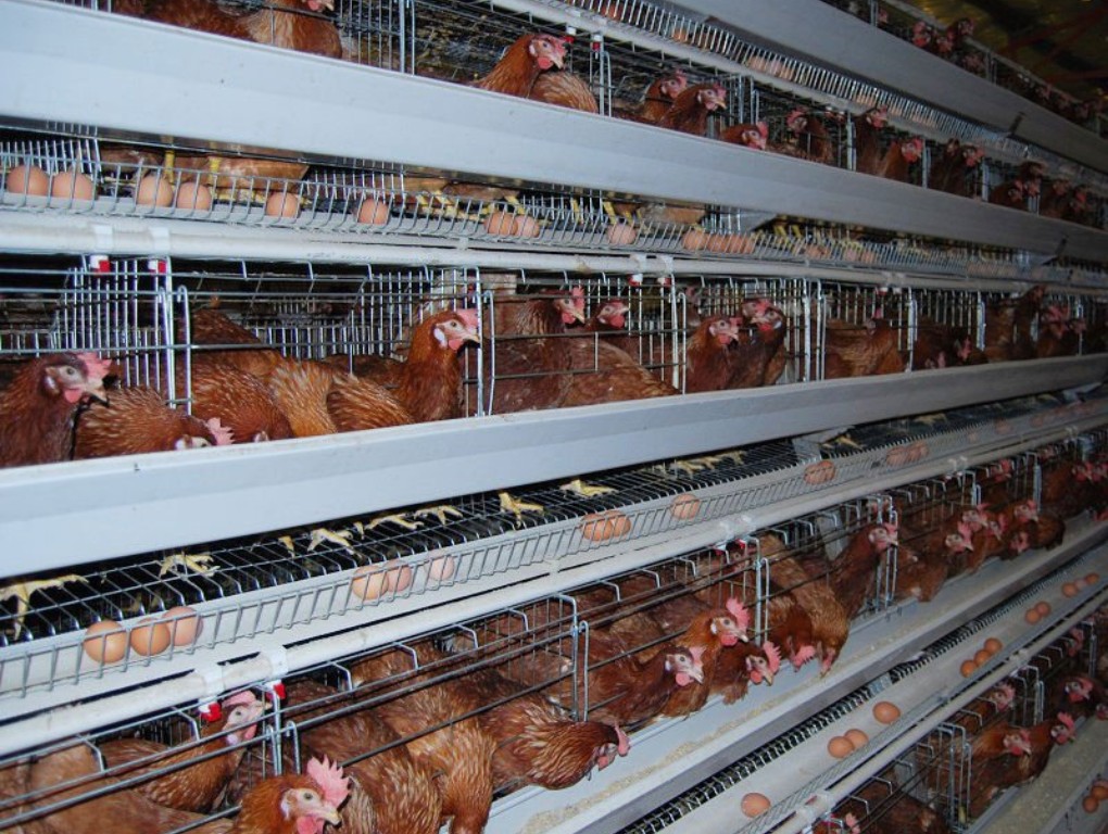 h-type-pullet-cages-2-1
