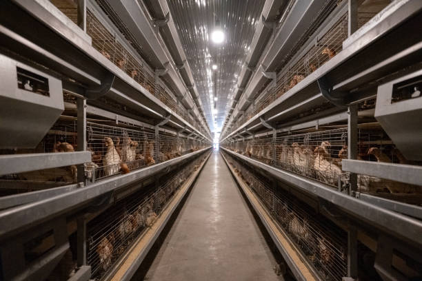Organic Poultry Farming