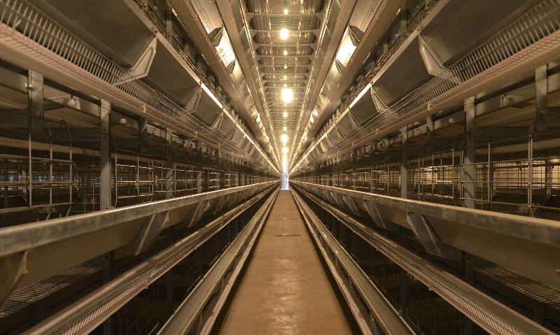 Chicken Farming in Morocco