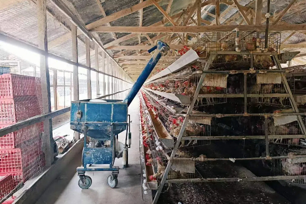 Layer Cages in Kenya