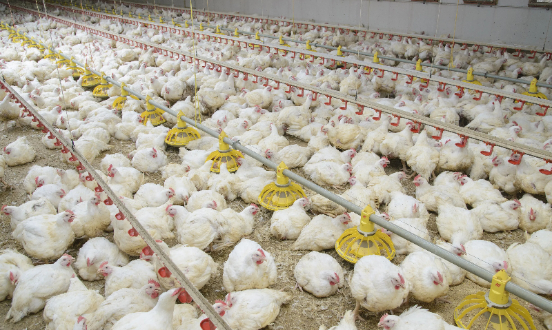 broiler farming