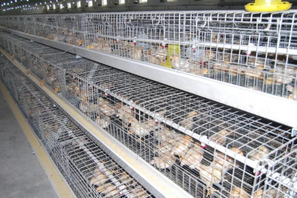 Broiler cages